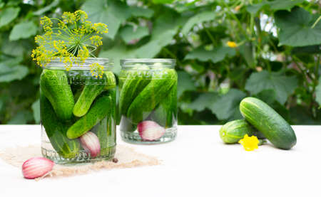 Harvesting cucumbers for the winter in jars with dill and garlic. Fermented vegetables.の写真素材
