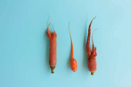 Ugly carrots on a blue background. Top viewの写真素材