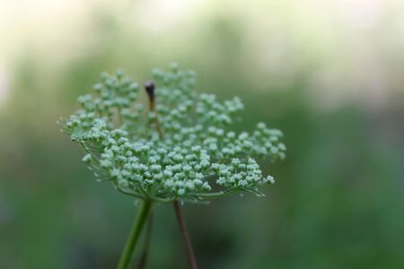 White flowers in the forestの写真素材