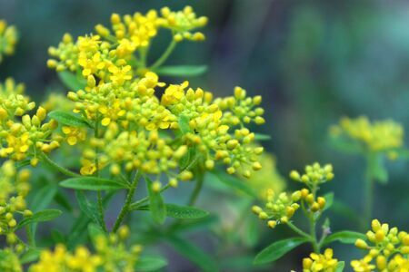 Yellow flowers in the forestの写真素材
