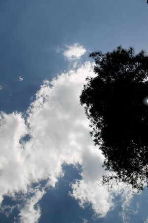 Sky with clouds and treeの写真素材