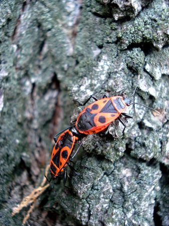 RED BUGS