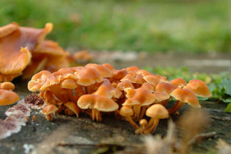 mushrooms