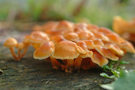 mushrooms