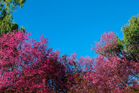 Full of pink blossom looking through the sky.の写真素材