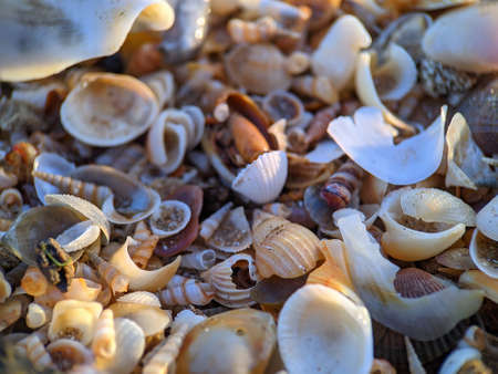 Shell on the beach