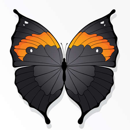 The butterflyのイラスト素材