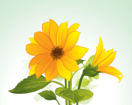 Yellow flower in bloomのイラスト素材