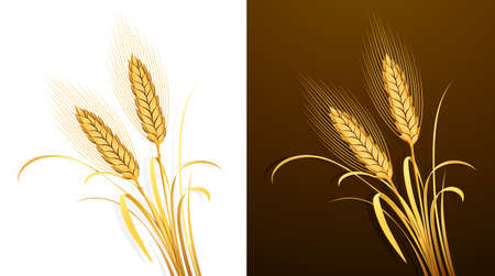 Wheat ears  Vectorのイラスト素材