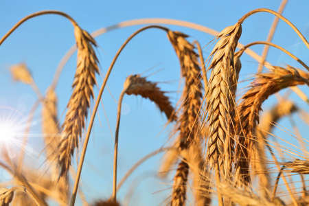 Wheat earsの写真素材