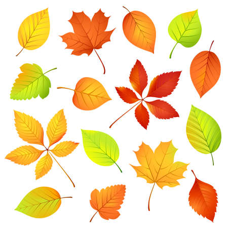 Autumn leaves   illustrationのイラスト素材