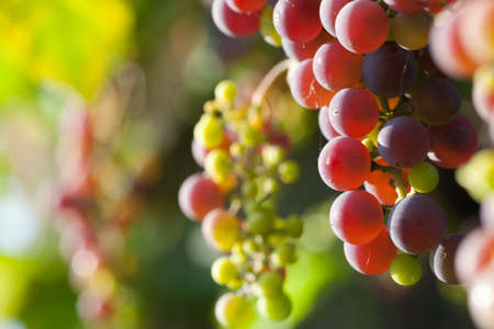 Grapes on a background of green leaves の写真素材