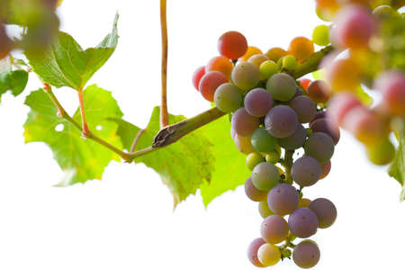 Grapes with green leaves isolated on whiteの写真素材