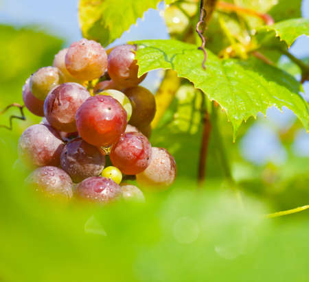Sunny grapesの写真素材