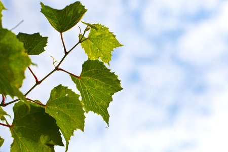 Grape leavesの写真素材
