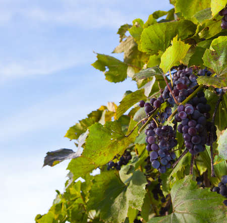 Grapes on a background of green leaves の写真素材