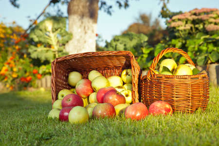 Red and green apples in basketの写真素材