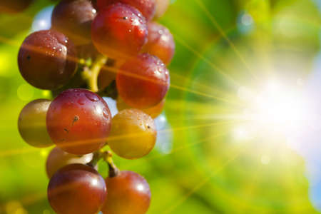 Sunny grapesの写真素材