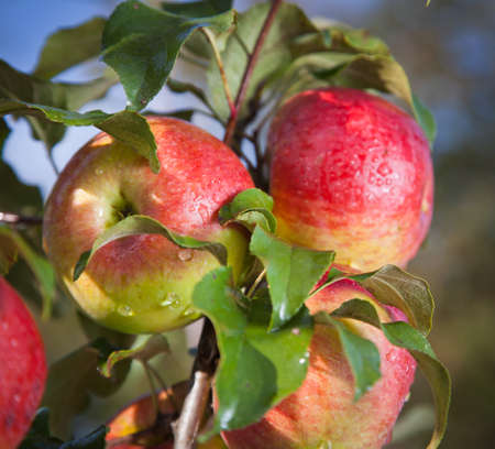 Red apples on branchesの写真素材
