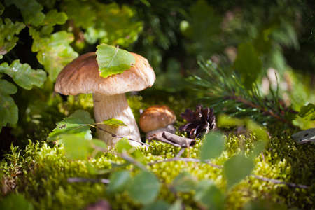 Wild mushroomsの写真素材