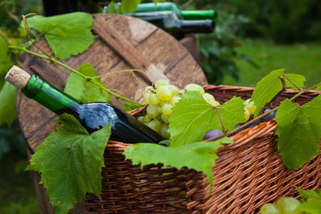 Still Life with Grapesの写真素材