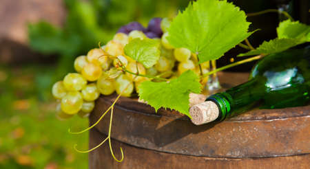 Composition with white grapesの写真素材