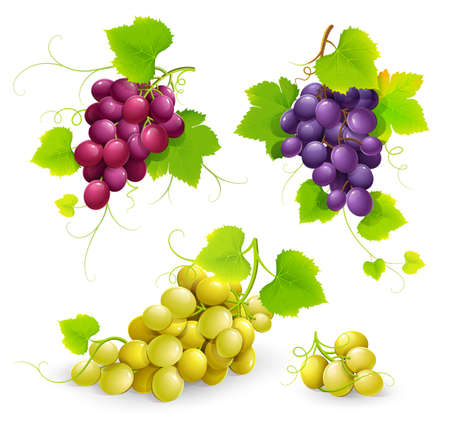 Bunches of grapes. Vectorのイラスト素材