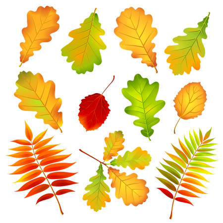 Autumn leaves. のイラスト素材