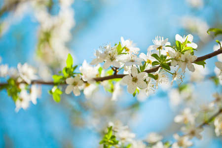 White blossom of apple trees in springtimeの写真素材