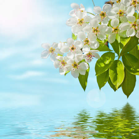 White blossom of apple trees in springtimeの写真素材