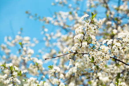 White blossom of apple trees in springtimeの写真素材