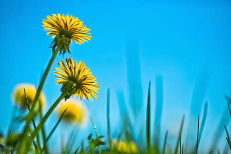 Spring dandelionsの写真素材