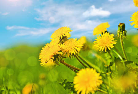 Spring dandelionsの写真素材
