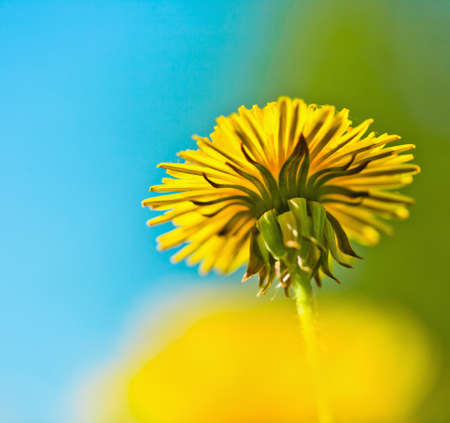 Yellow dandelionの写真素材