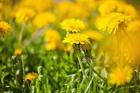 Spring dandelionsの写真素材