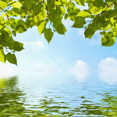Green leavesの写真素材
