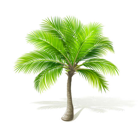 Palm treeのイラスト素材