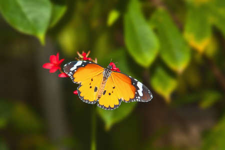 Butterflyの写真素材