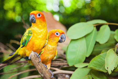 Tropical parrotsの写真素材