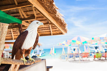 Eagle sitting at bar on beachの写真素材