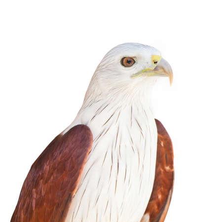 Eagle isolated on white
