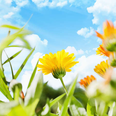 Spring flower close up on a background of blue sky with cloudsの写真素材