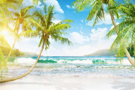 Tropical island with palm trees and sunlightの写真素材