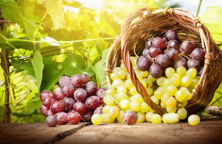 Grapes in a basket on a background of grape leaves in the sunlightの写真素材