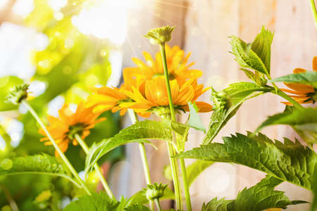 Sunny background with beautiful yellow flowersの写真素材