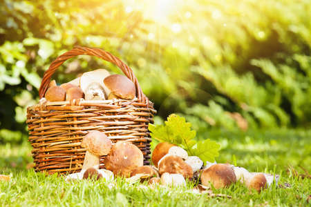 Basket with mushrooms on a background of nature and bright sunlightの写真素材