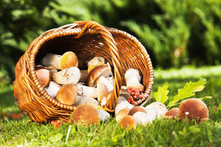 Natural background with mushrooms in a basketの写真素材