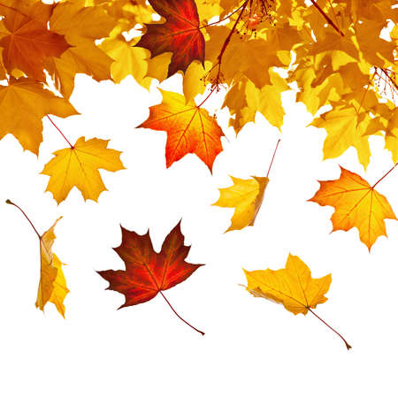Autumn leaves isolated on white backgroundの写真素材