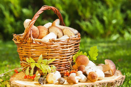 Natural background with mushrooms in a basketの写真素材