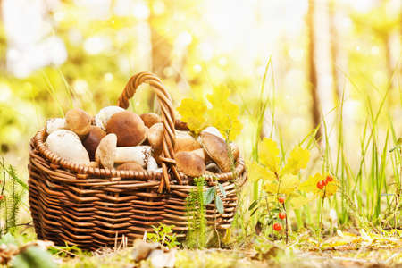 Basket with mushrooms on a background of nature and bright sunlightの写真素材